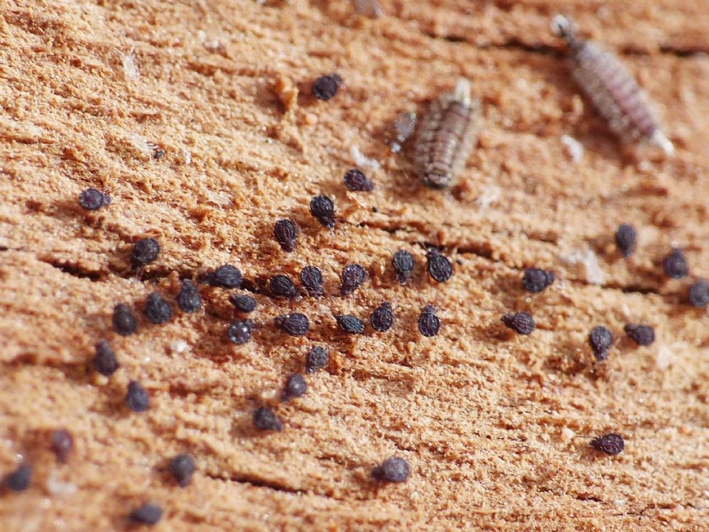 Acari scuri e piatti: Arthrodamaeus sp. (Gymnodamaeidae)